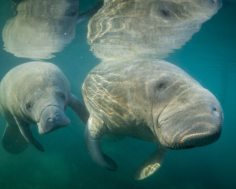 Private Full-Day Weeki Wachee Kayak Tour from St. Pete