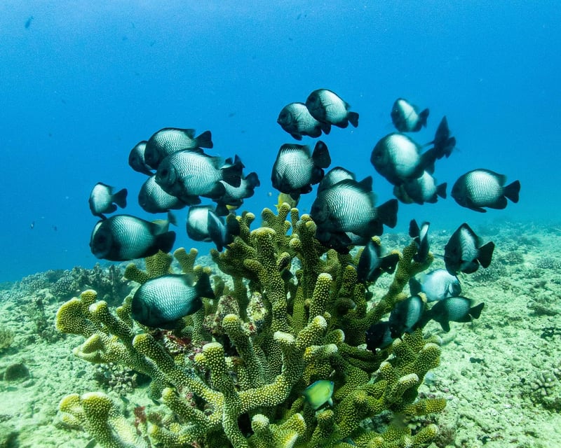 Discover Scuba Diving at Koloa Landing