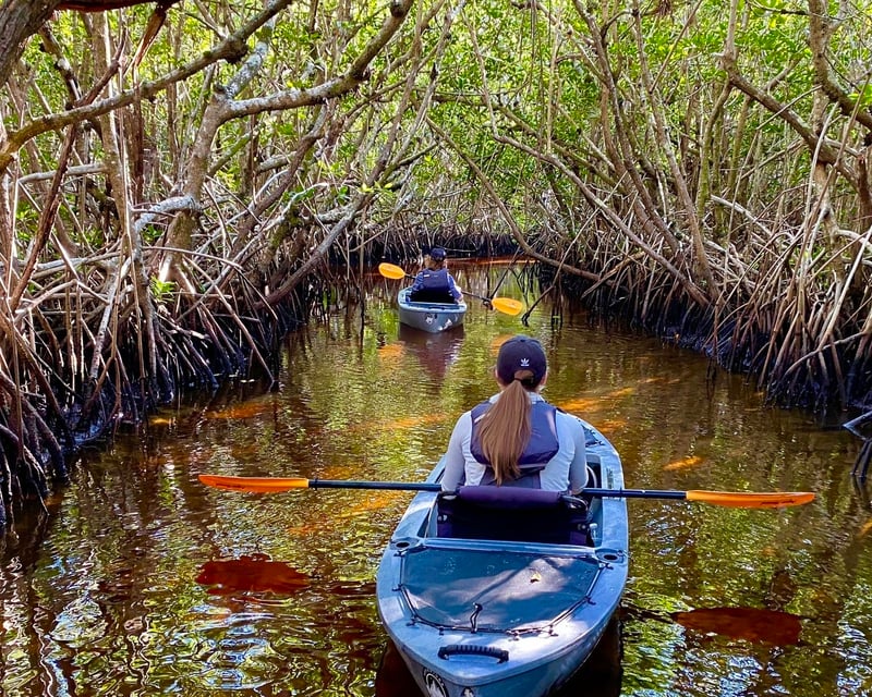 Manatee & Mangrove Tunnel Kayak Tour in Naples