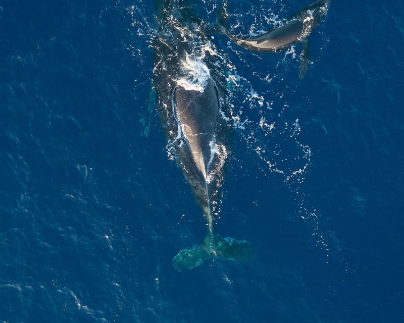 Humpback Whale Watch Sailing Trip on Maui