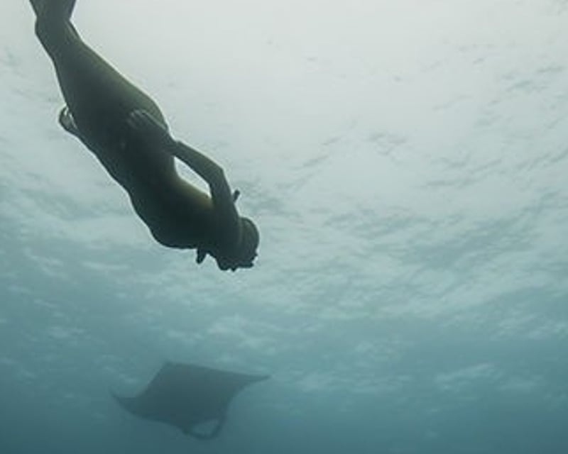Morning Snorkel Charter from Kawaihae Harbor