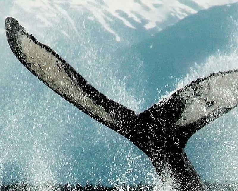 Juneau Whale Watching Tour on Catamaran