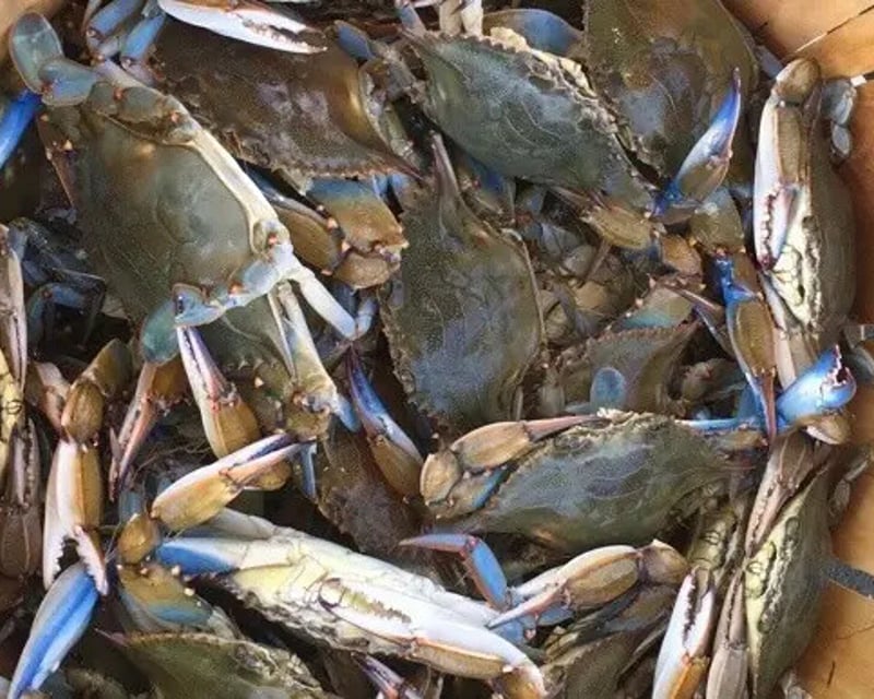 Albemarle Sound 4-Hour Charter