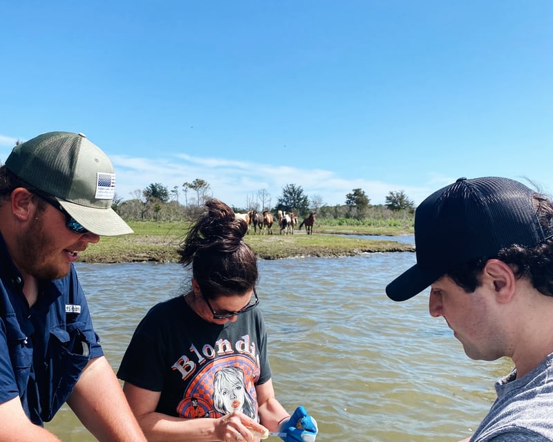 Chincoteague Island Pony Cruise