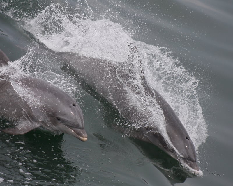 Cruise Cape May on a 2-Hour Dolphin & Bird Watch