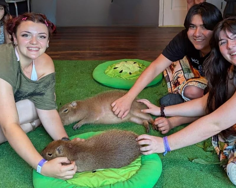 Capybara Meet & Greet in Helen