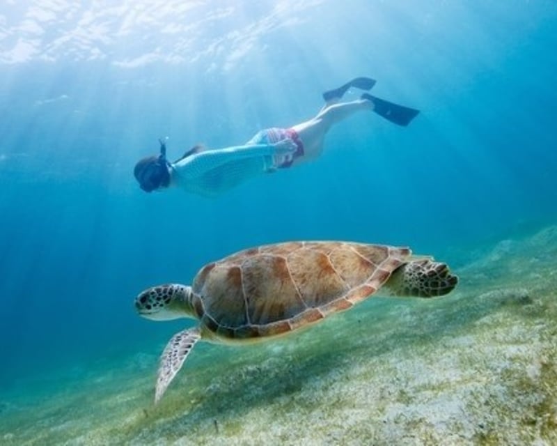Afternoon Snorkel & Dolphin Tour