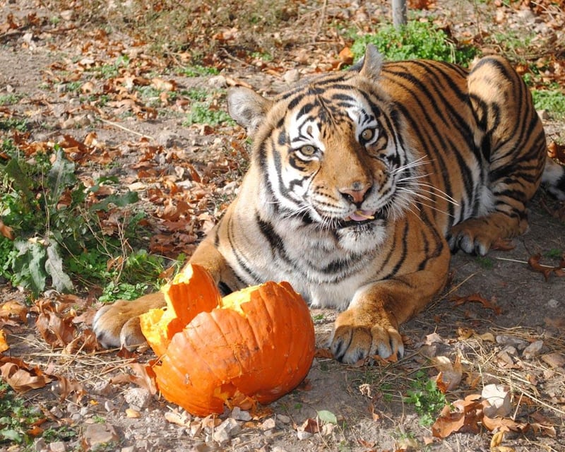 Behind the Scenes Big Cat Tour at National Tiger Sanctuary