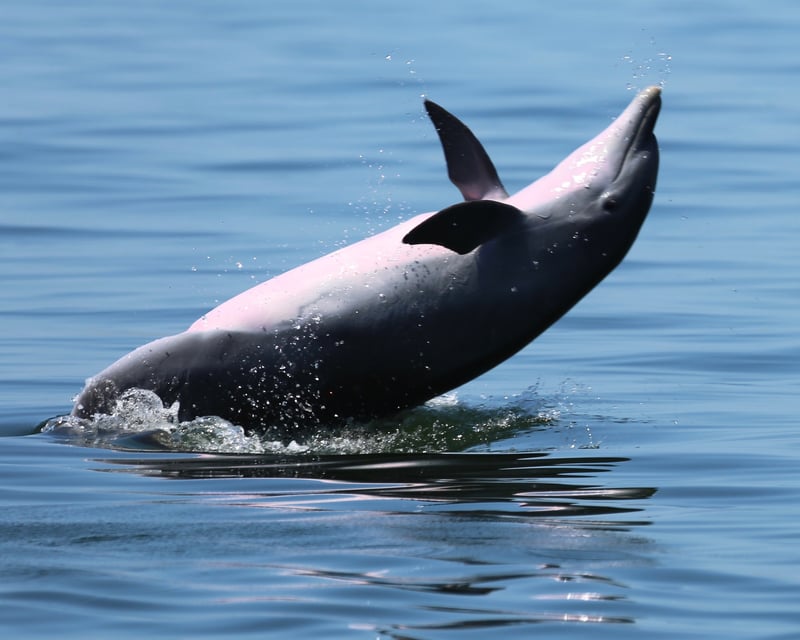 Private or Semi-Private Dolphin Cruise in Pensacola Beach