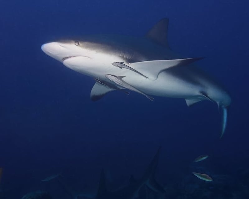 Boca Grande Shark Fishing Charter