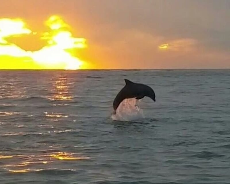 2-Hour Private Dolphin Eco Tour in Sarasota Bay