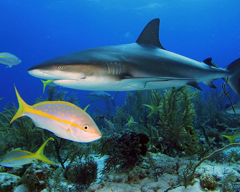 Private Shark Fishing Charter in St. Petersburg