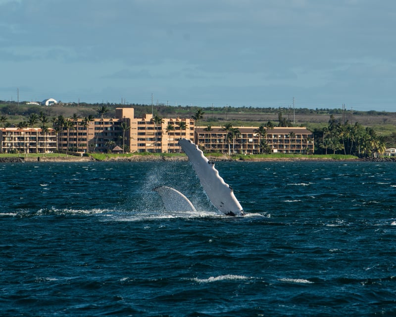 Private Whale Watch Cruise in Maui