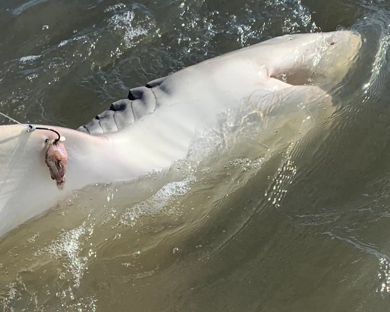 Shark Fishing Charter in Wilmington Island