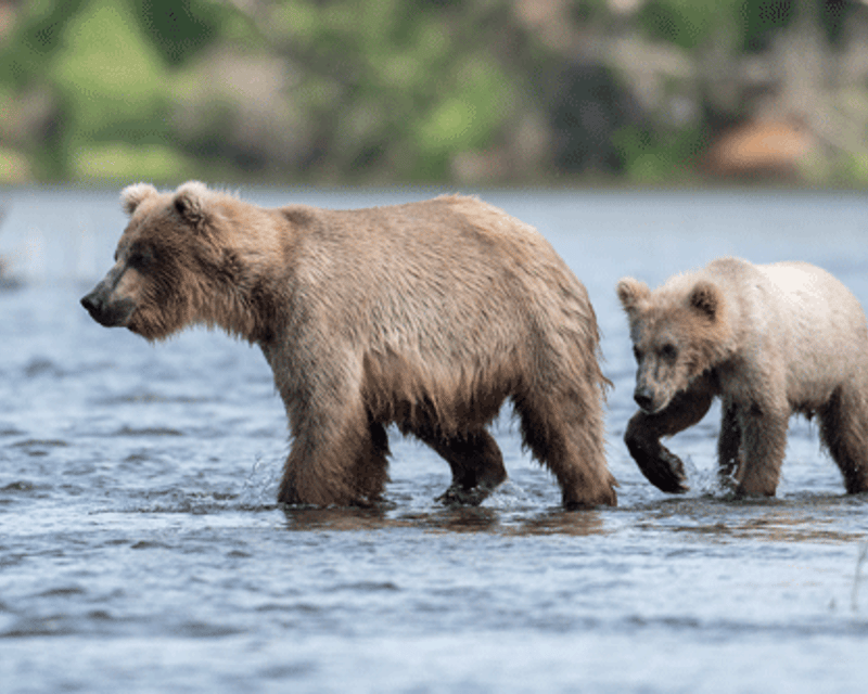 Explore Lake Clark Bear Viewing Cruise From Ninilchik