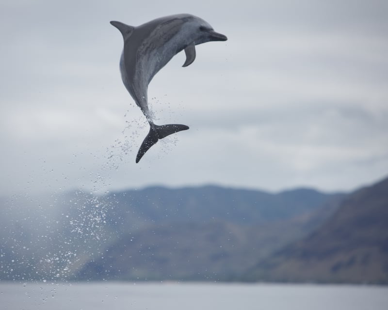 Dolphin & Snorkel Tour in Waianae with Marine Biologists
