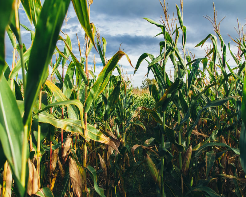 Weekday Corn Maze & Hayride at Kroll's Fall Harvest Farm