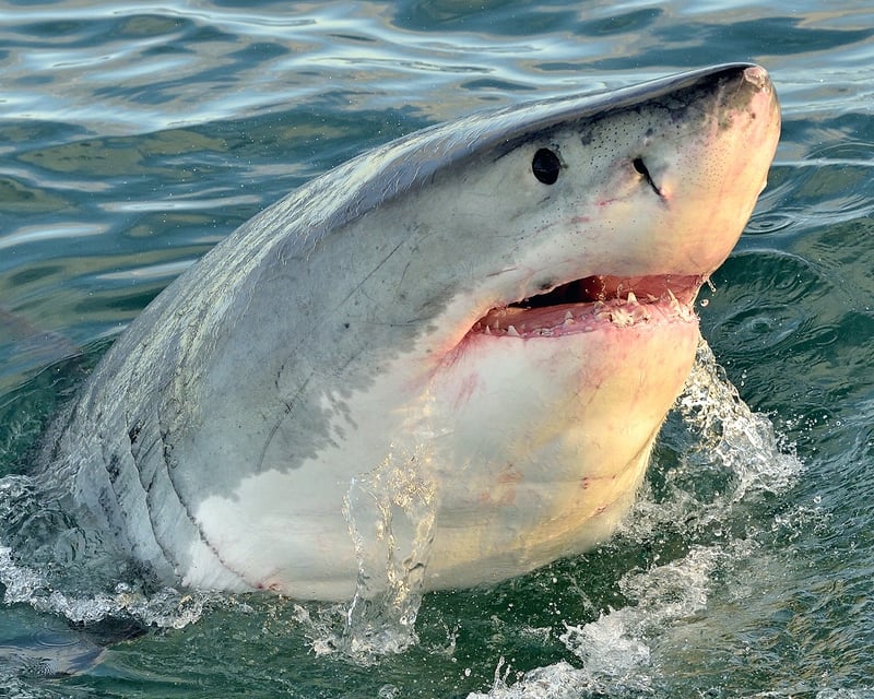 Great White Shark Tour in Moss Landing