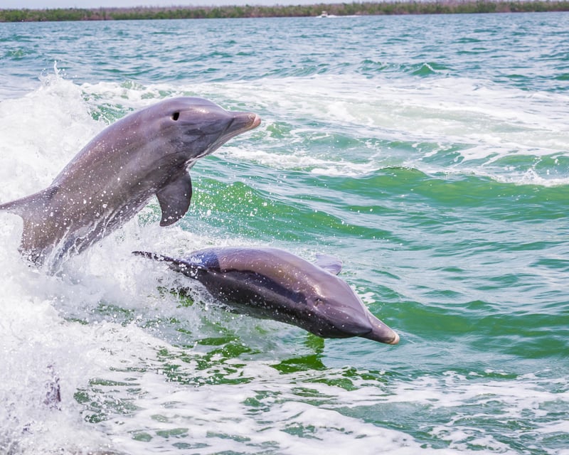 2-Hour Dolphin Tour Around Marco Island