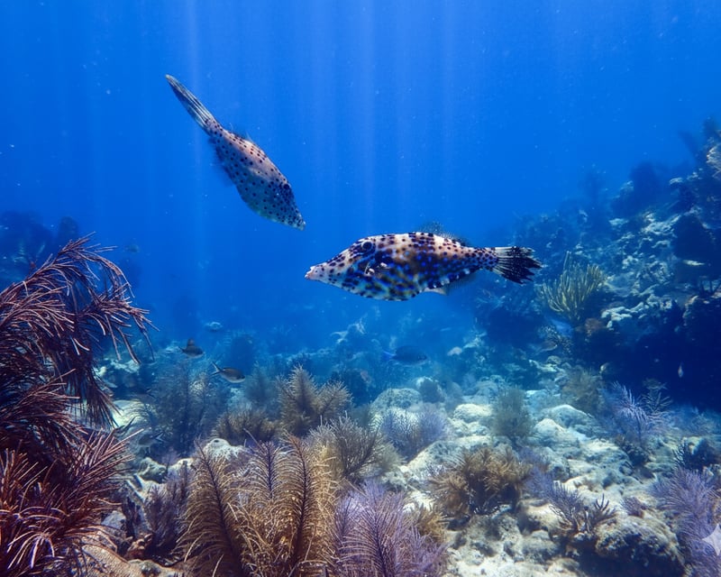 3-Site Snorkeling Tour in Key Largo