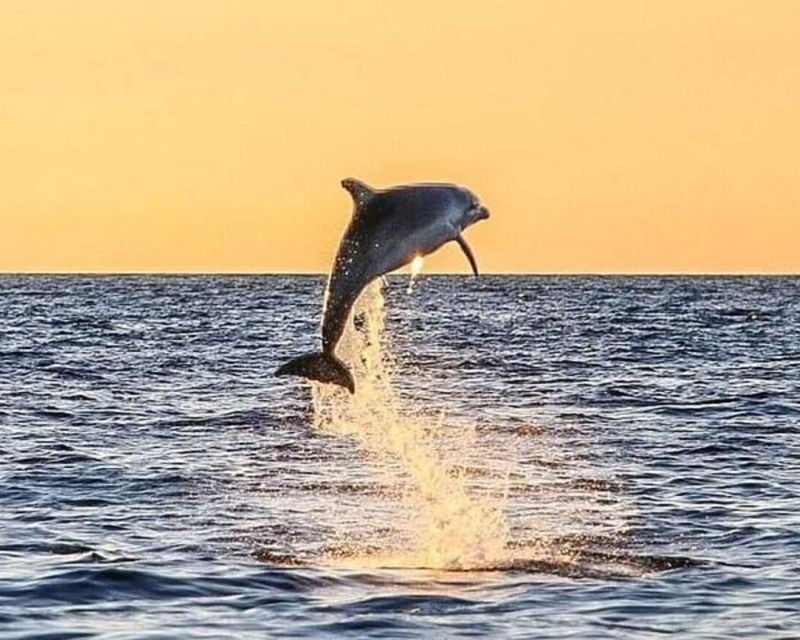 Destin Dolphin & Sunset Cruise on Catamaran