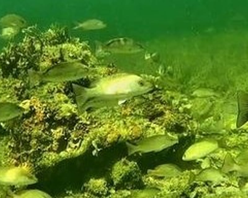 St. Martins Reef Snorkeling Eco Tour from Crystal River