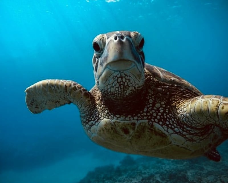 Sunrise Turtle Canyon Snorkeling Cruise