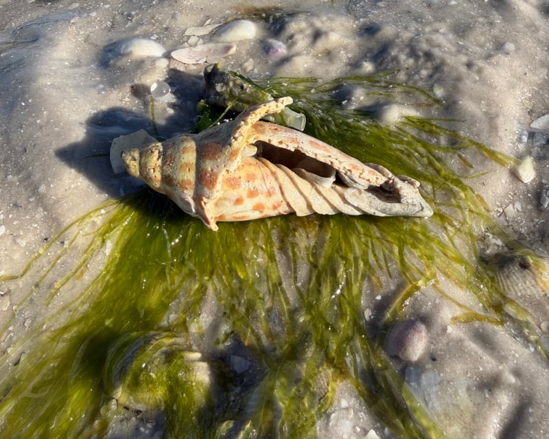 3-Hour Shelling Tour in Ten Thousand Islands