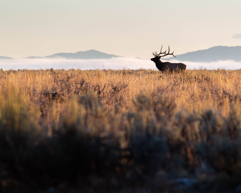 Private Sunset Wildlife Safari in Grand Teton National Park