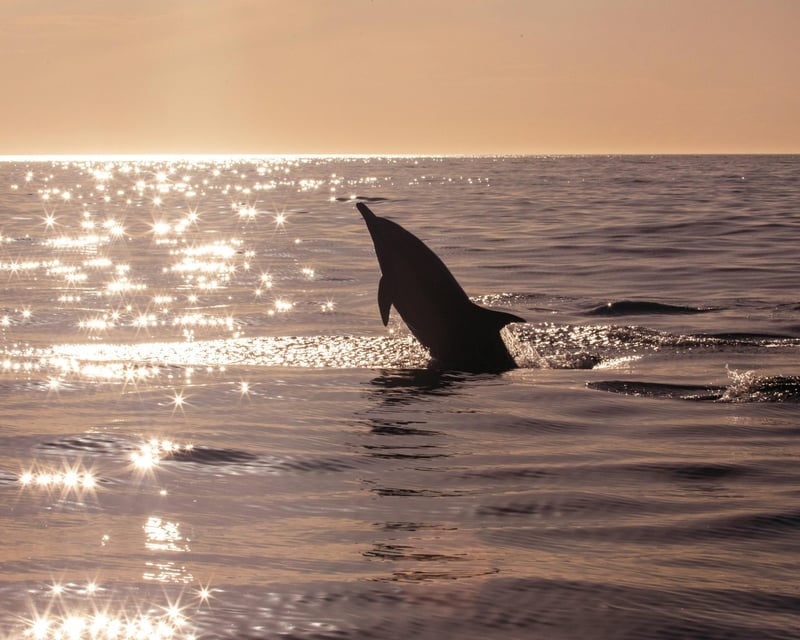 Sea Blaster Sunset Dolphin Cruise