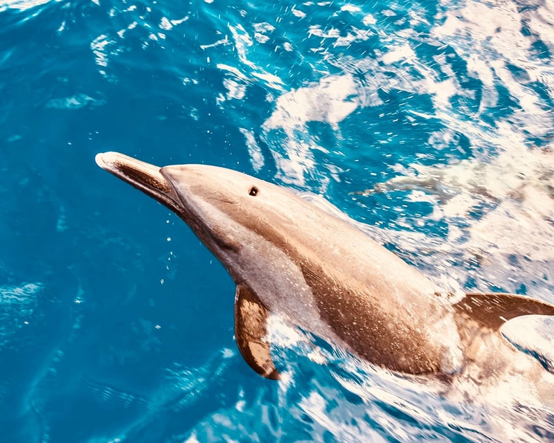 Watch Dolphins & Snorkel With Turtles in Oahu