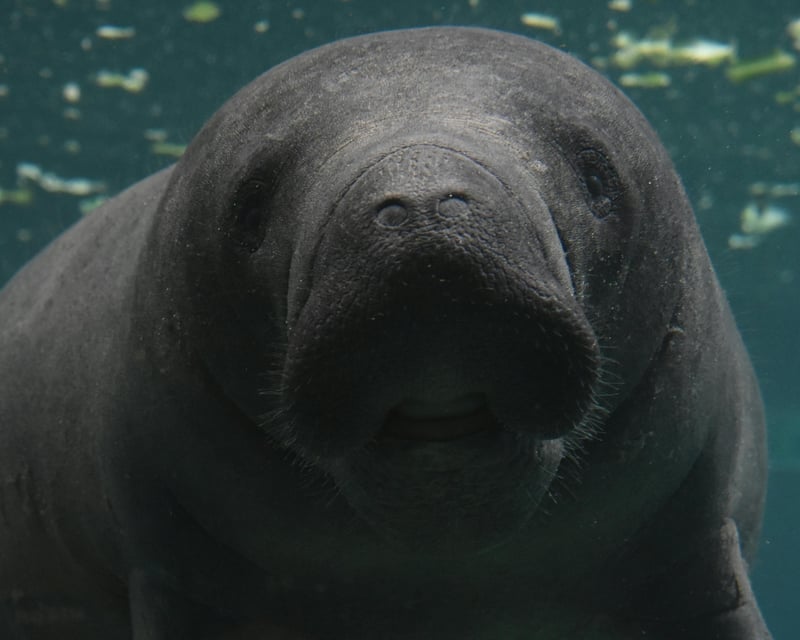 Key West Mangrove Manatee Cruise