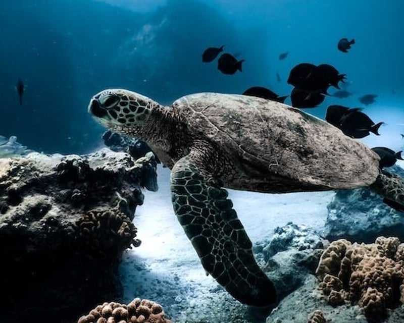 2-Hour Snorkel Cruise in Mililani