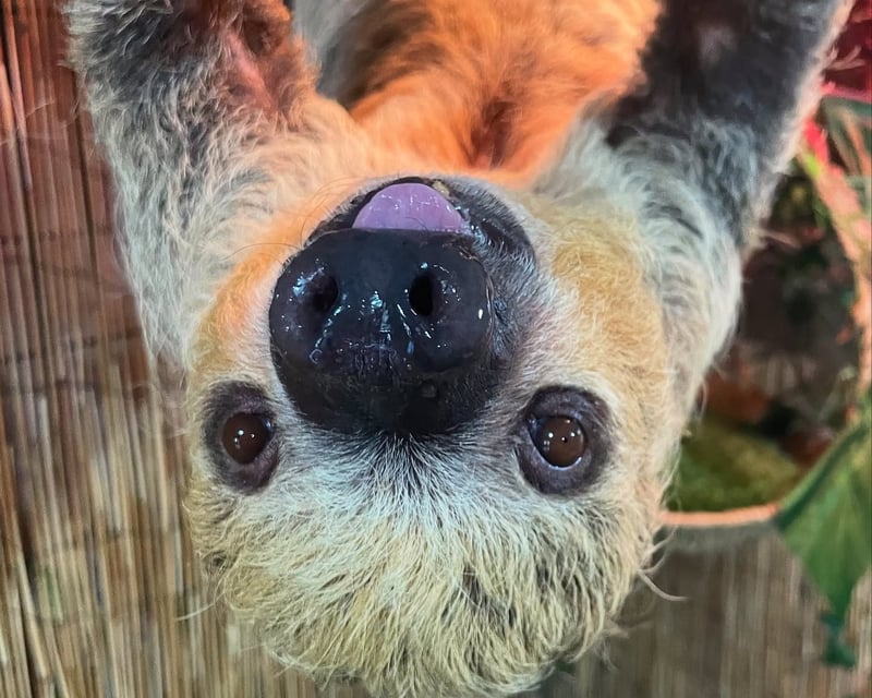 Two-Toed Sloth Encounter at North Florida Wildlife Center