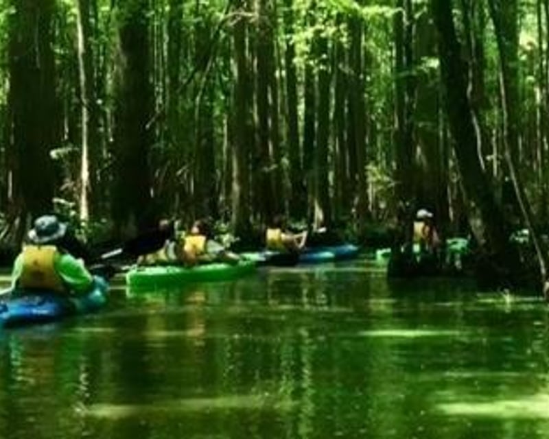 Guided Bald Cypress Kayak Tour at Trap Pond