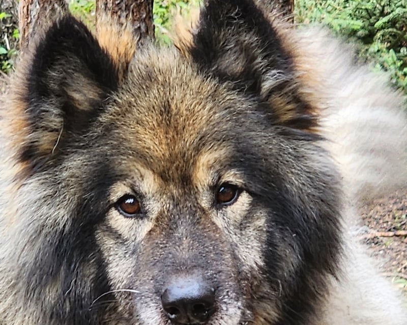 Summer Sled Dog ATV Ride & Kennel Tour in Fairbanks