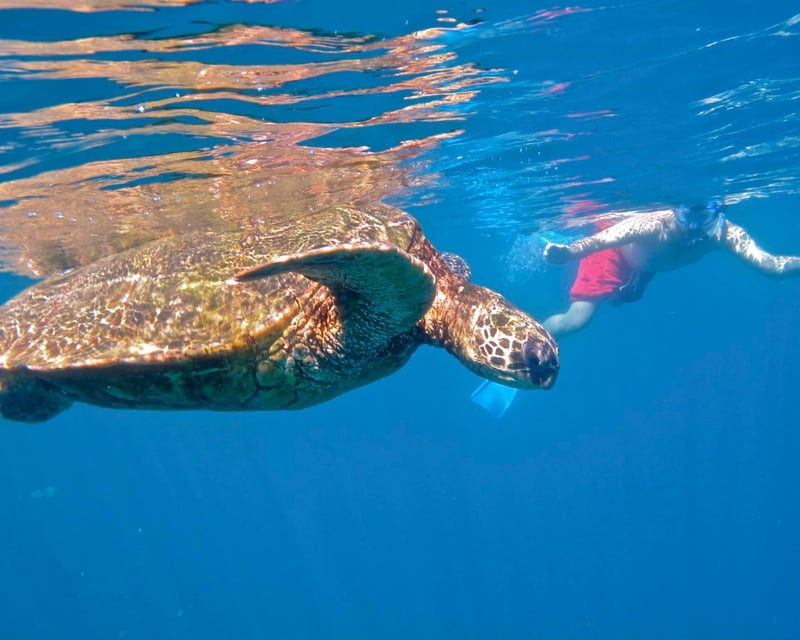 Kayak Snorkel Ocean Safari on the Wailea Coast