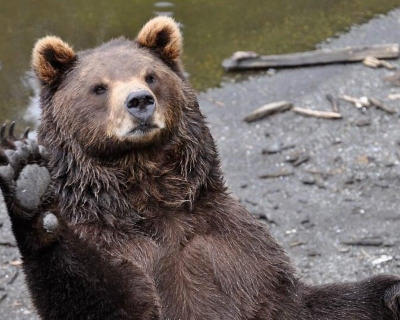 Explore Sitka on a 2-Hour Scenic Tour