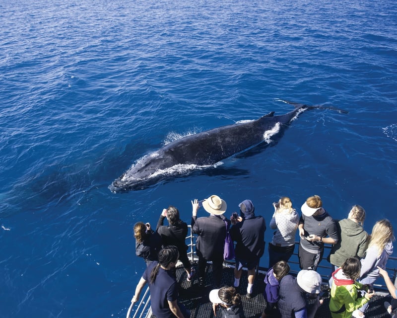 Waikiki Whale Watch: 2-Hour Ocean Tour