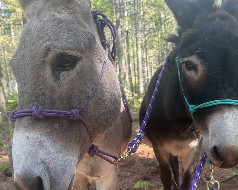 Guided Donkey Walk in Searsport