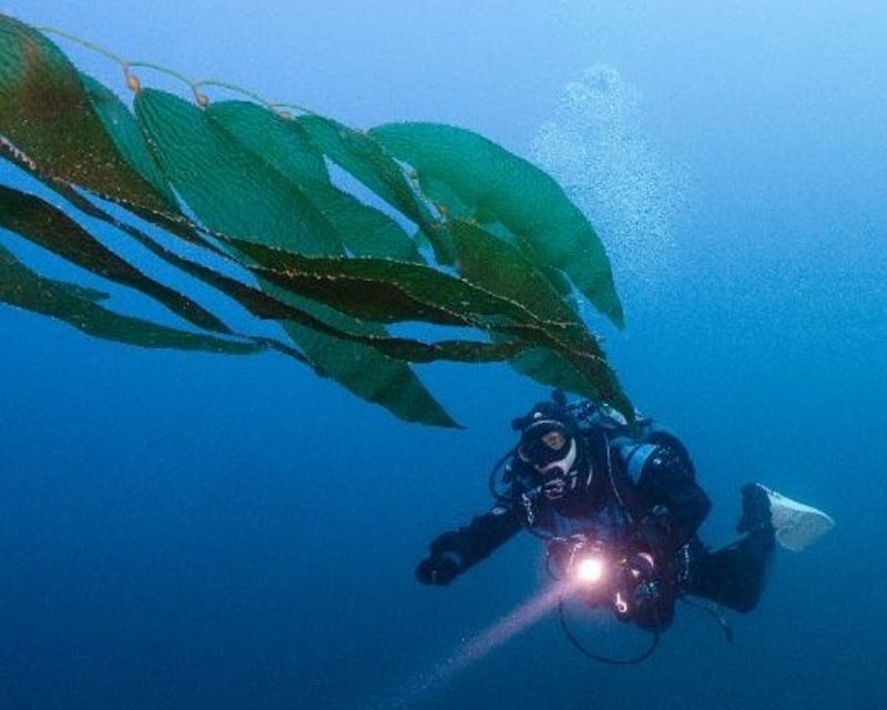 PADI Underwater Navigation Specialty on Catalina Island