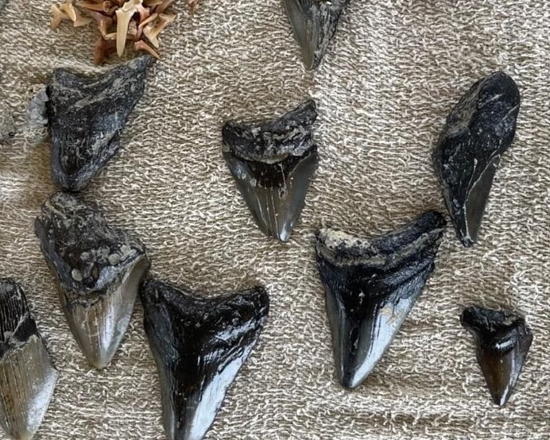 5-Gallon Shark Tooth Fossil Dig in North Myrtle Beach