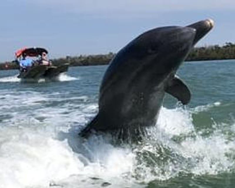 Self-Drive Eco Boat Tour of the Ten Thousand Islands