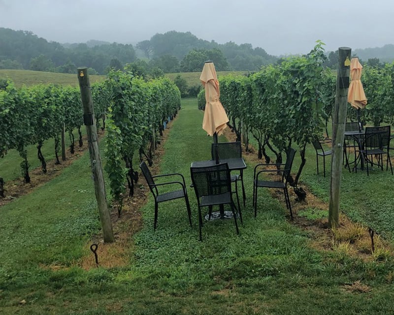 Private Northern Virginia Wine Tour from Washington DC