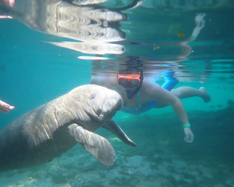 Private VIP Manatee Snorkel Tour In Homosassa Springs
