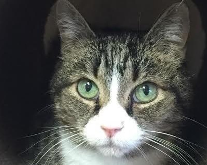 Cat Cafe Visit with Adoptable Cats in Birmingham