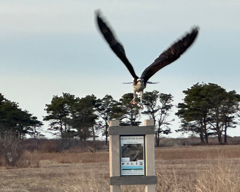 Sunset Nature Walk at Head of the Plains, Nantucket