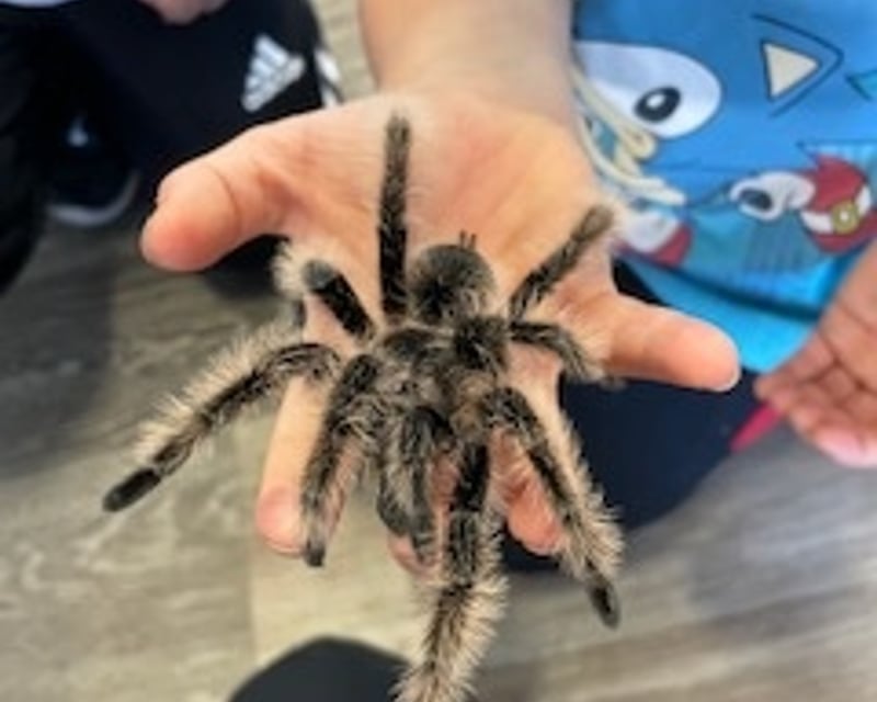 Aquarium Birthday Party With Touch Tank in Surf City