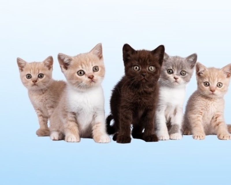 Cat Cafe Visit with Adoptable Cats in Doylestown