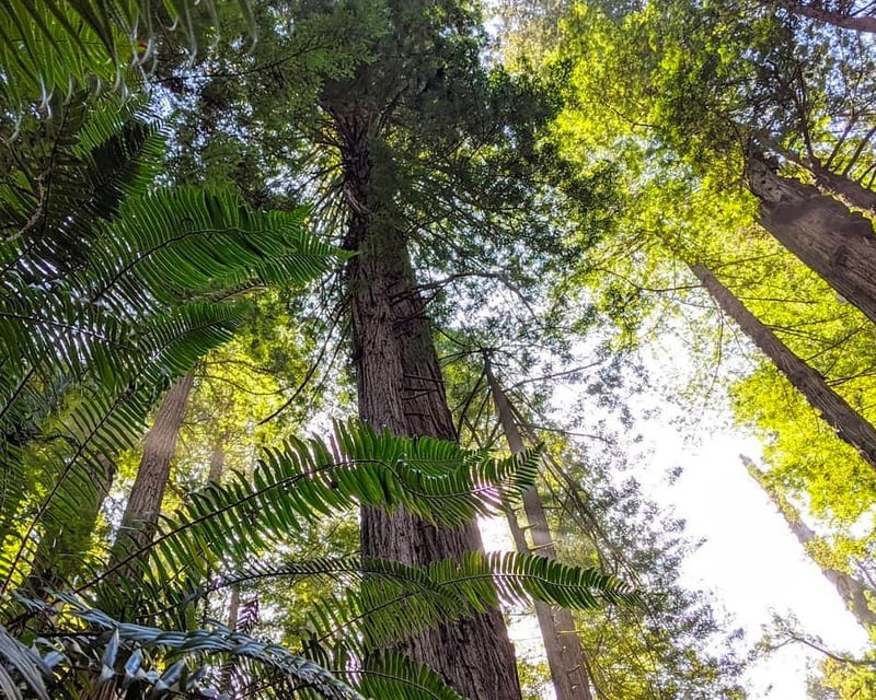 Tallest Trees Hike in Redwood National & State Parks